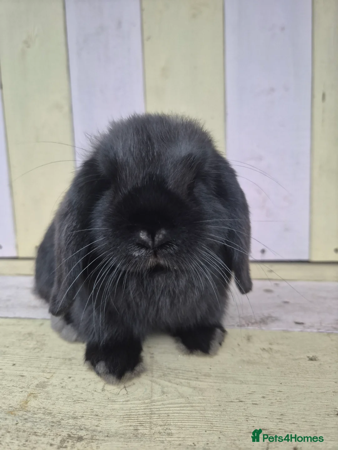 Mini Lop rabbits for sale: 🖤 black mini lop girlie for her furever home 🖤 - Advert 2
