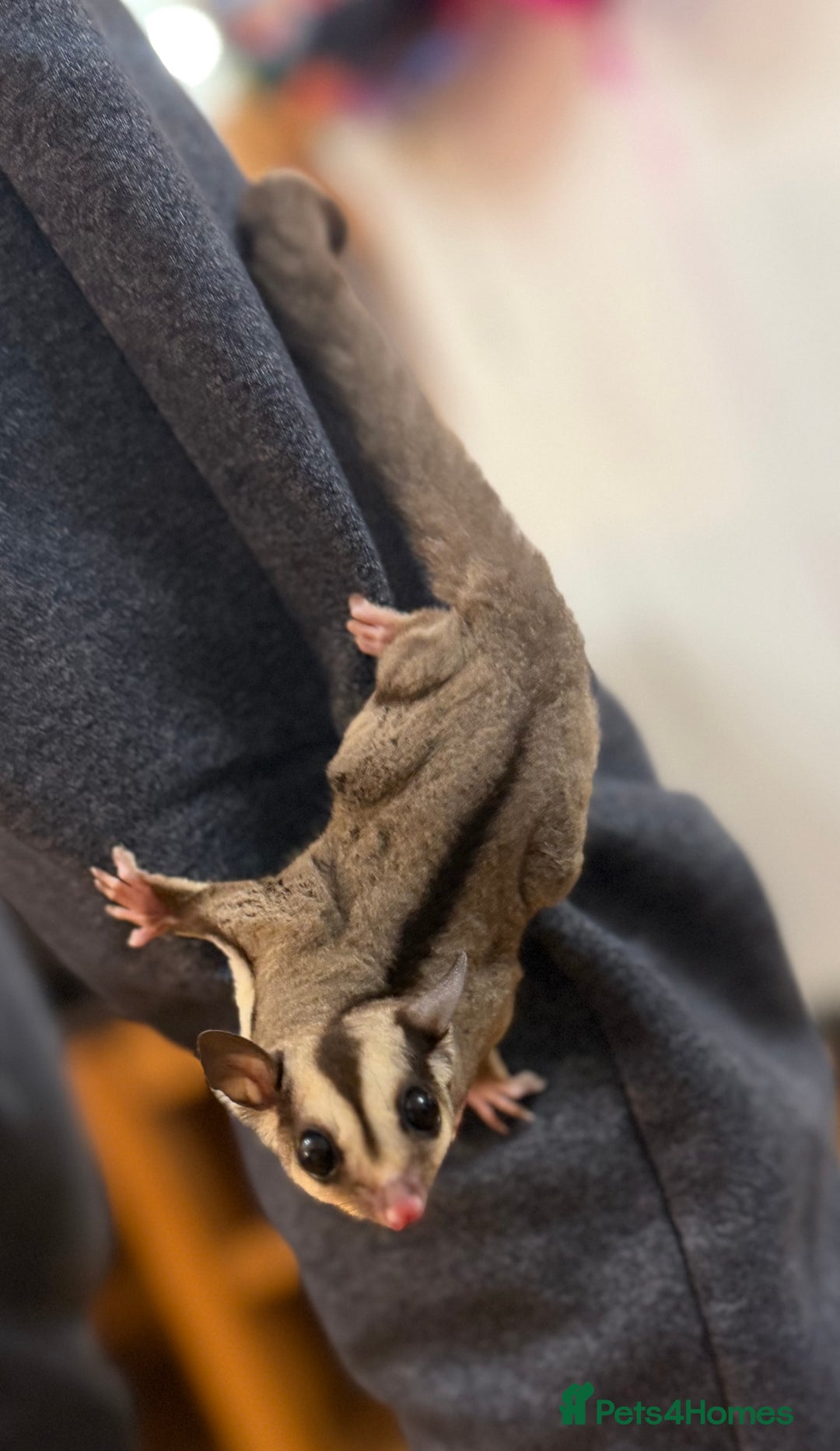Sugar Glider rodents for sale:  2 Female Sugar Gliders – 5 Months Old (Tame) - Image 14