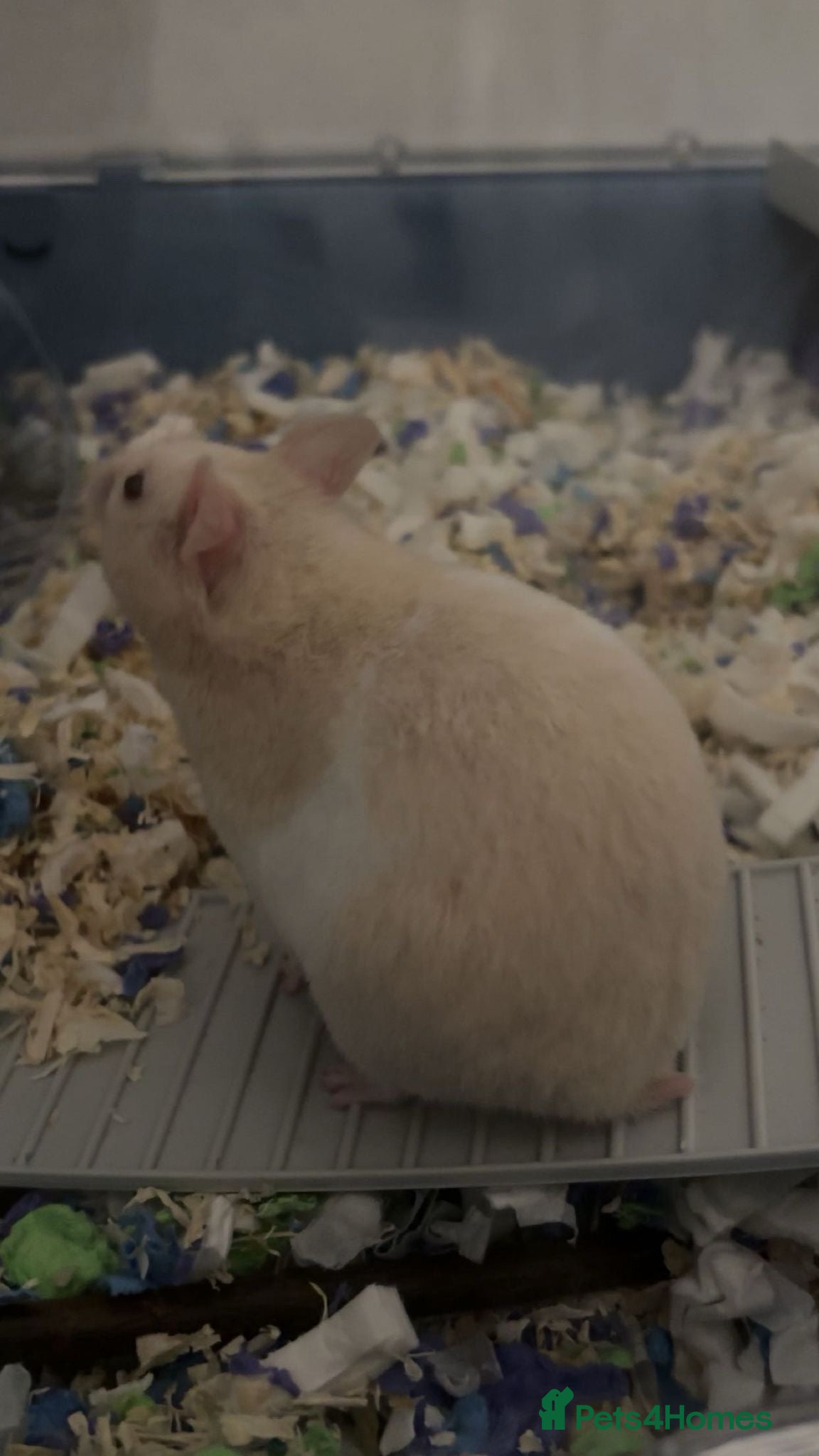 Hamster rodents Syrian hamster - Advert 1