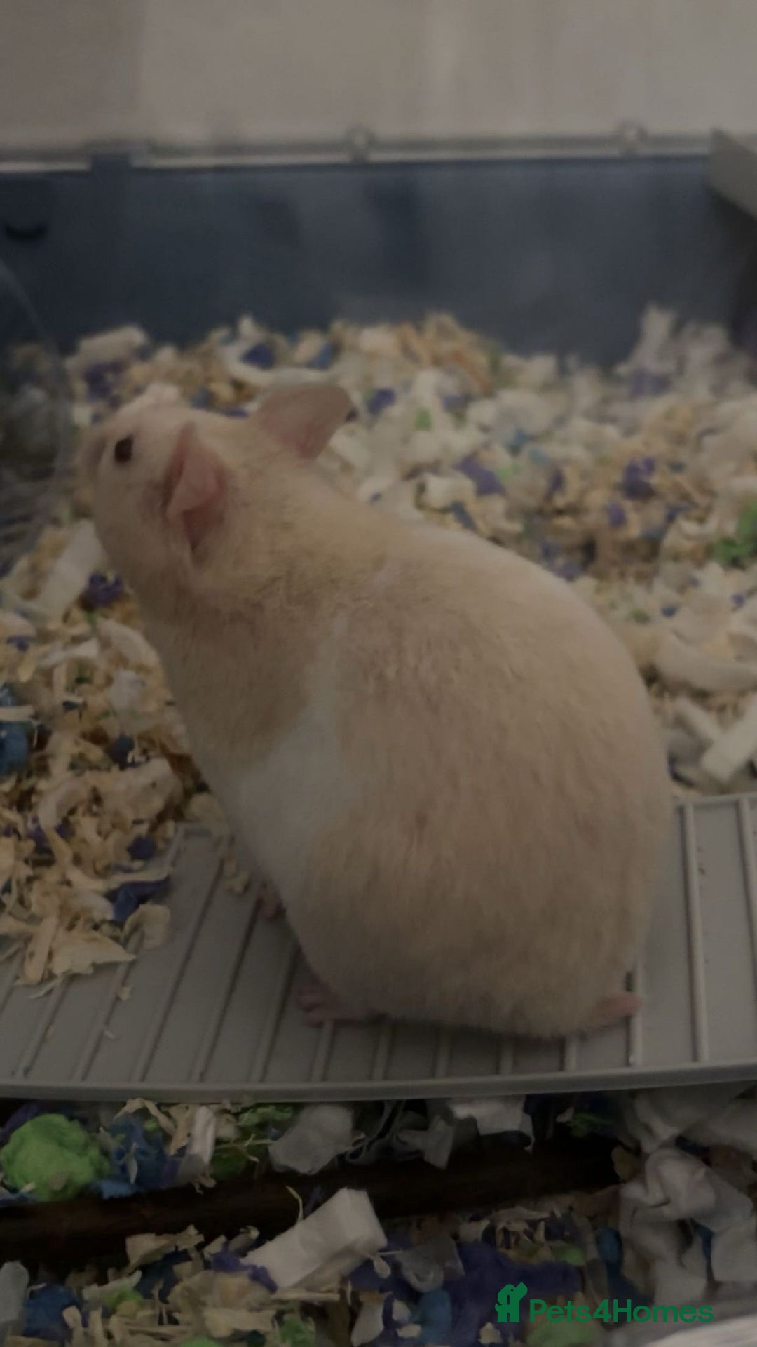 Hamster rodents for sale: Syrian hamster - Advert 1