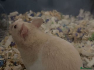 Hamster rodents Syrian hamster - Advert 1