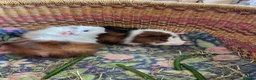 Guinea Pig rodents for sale: Beautiful baby guinea pigs - Advert 1