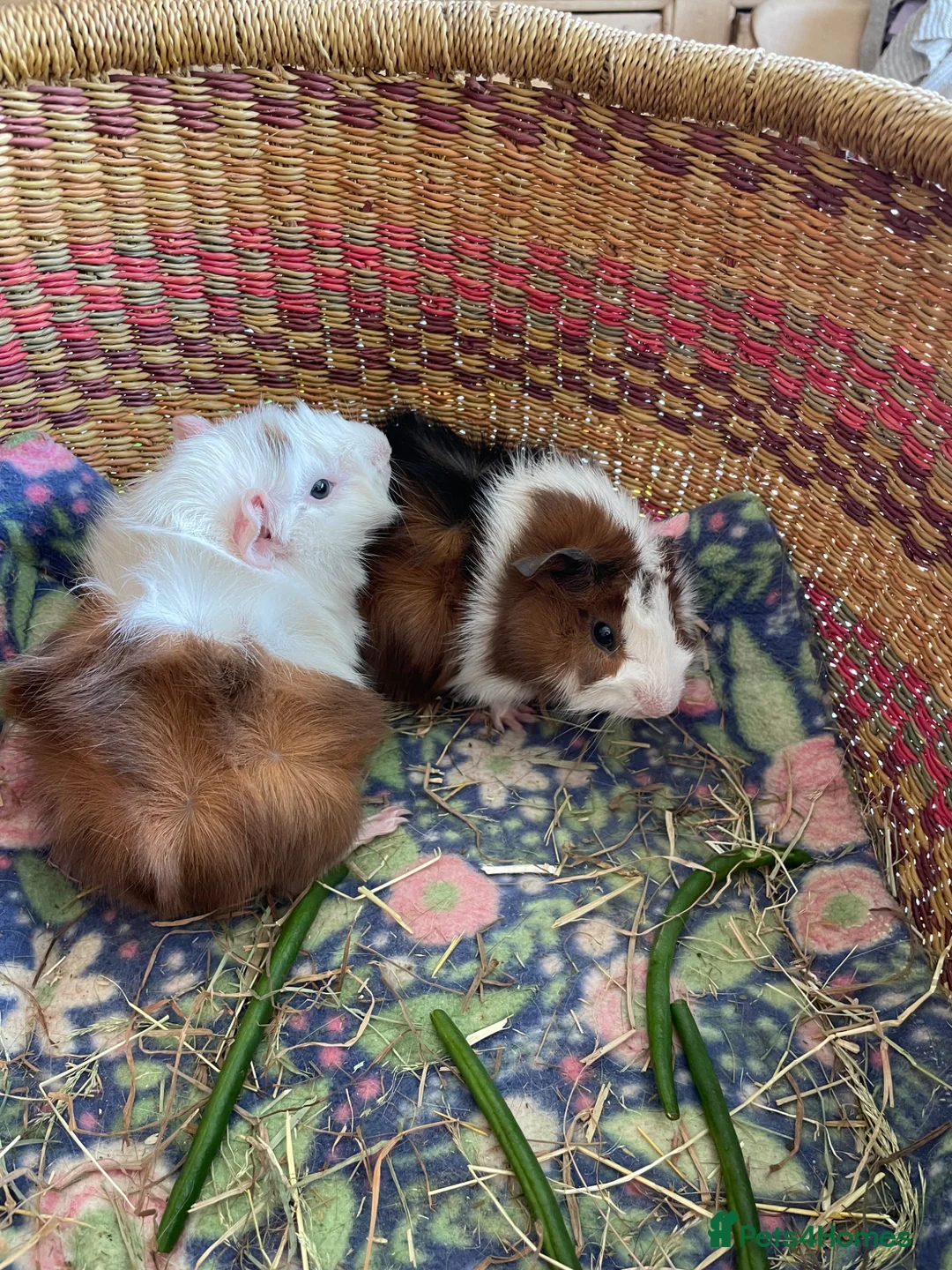 Guinea Pig rodents for sale: Beautiful baby guinea pigs - Advert 1