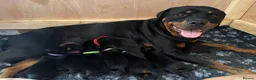 Rottweiler dogs for sale: Rottweiler Puppies  - Advert 4