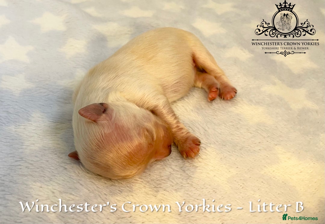 Yorkshire Terrier dogs for sale: ❤️ Champion heritage KC reg.PEDIGREE puppies! 🐶❤️ - Image 22