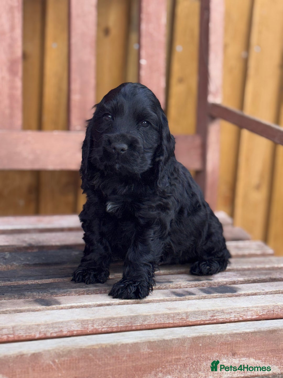 Cocker Spaniel dogs for sale: Health tested Champion parents show type male!!!  - Image 17