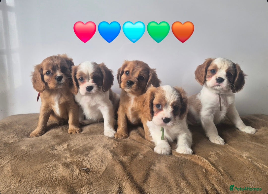 Cavalier King Charles Spaniel dogs 3 boys left ready in 1 week ❤️ - Advert 12
