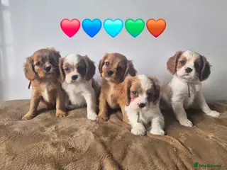 Cavalier King Charles Spaniel dogs 3 boys left ready in 1 week ❤️ - Advert 12