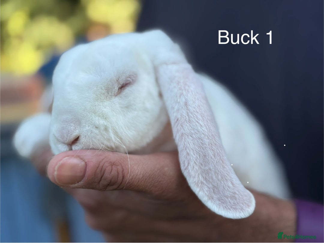 Mini Lop rabbits for sale: Gorgeous Pure Mini Plush Lops - Image 15