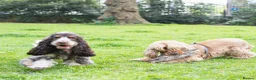 Cocker Spaniel dogs for sale: Beautiful girl for rehoming  - Advert 6