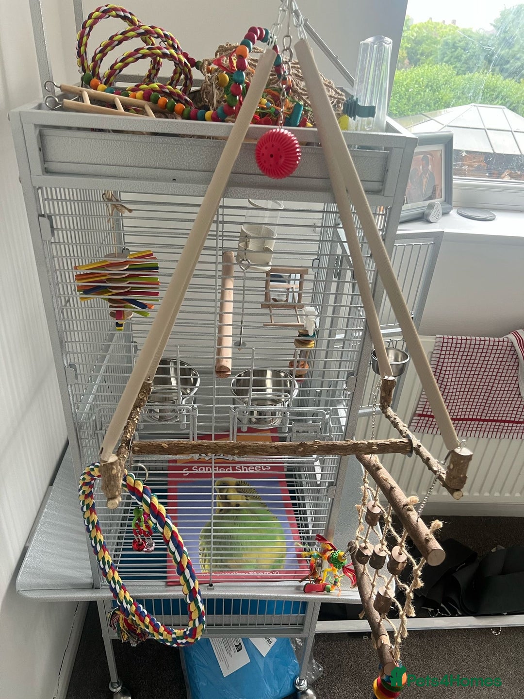 Parakeets birds for sale: Indian clear tail parakeet - Image 7