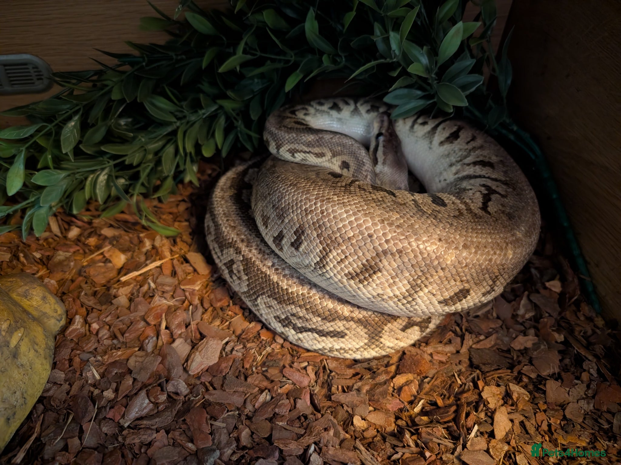 Python Snake reptiles Pewter Royal + 3 ft viv and equipment. - Advert 1