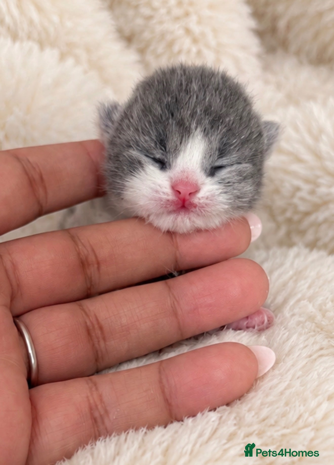 British Shorthair cats Exceptional quality British shorthair kittens  - Advert 1