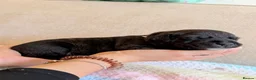 Staffordshire Bull Terrier dogs for sale: Gorgeous staffordshire bull terrier puppies - Advert 29