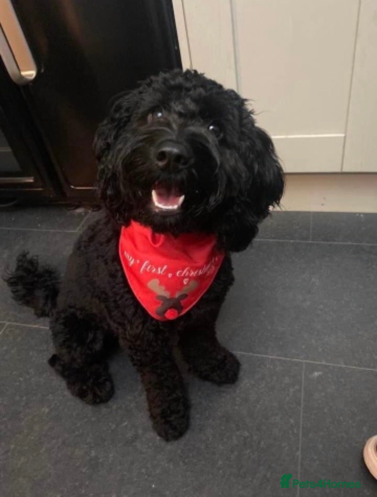 Cockapoo dogs for sale: 5 stunning F2 cockapoo puppies - Advert 1