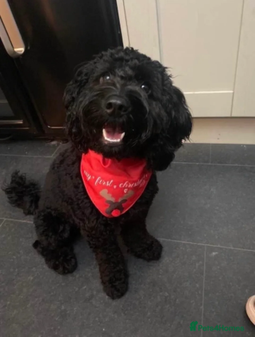 Cockapoo dogs for sale: 5 stunning F2 cockapoo puppies - Advert 1
