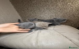 British Shorthair cats for sale: British Shorthair kitten  - Image 27