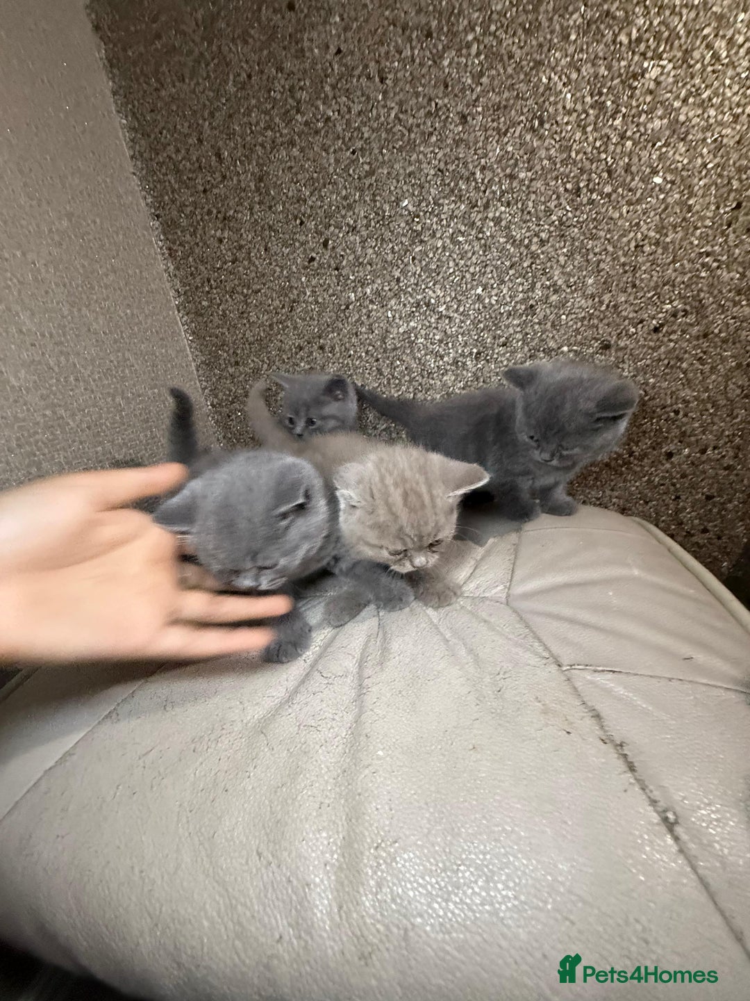 British Shorthair cats for sale: British Shorthair kitten  - Image 27
