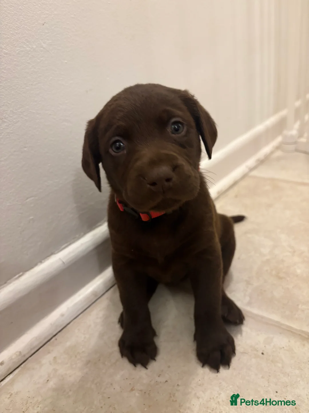 Labrador Retriever dogs for sale: ⭐️Gorgeous Kc Chocolate Labrador Puppies⭐️ - Advert 3