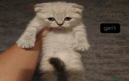 British Shorthair cats for sale: British shorthair kittens and scotish fold  - Image 32