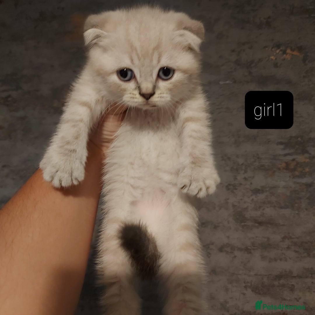 British Shorthair cats for sale: British shorthair kittens and scotish fold  - Image 32