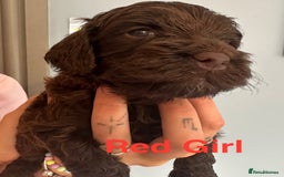 Cockapoo dogs for sale: Beautiful Teddy Bear F1 Cockapoo Merle puppies - Image 7
