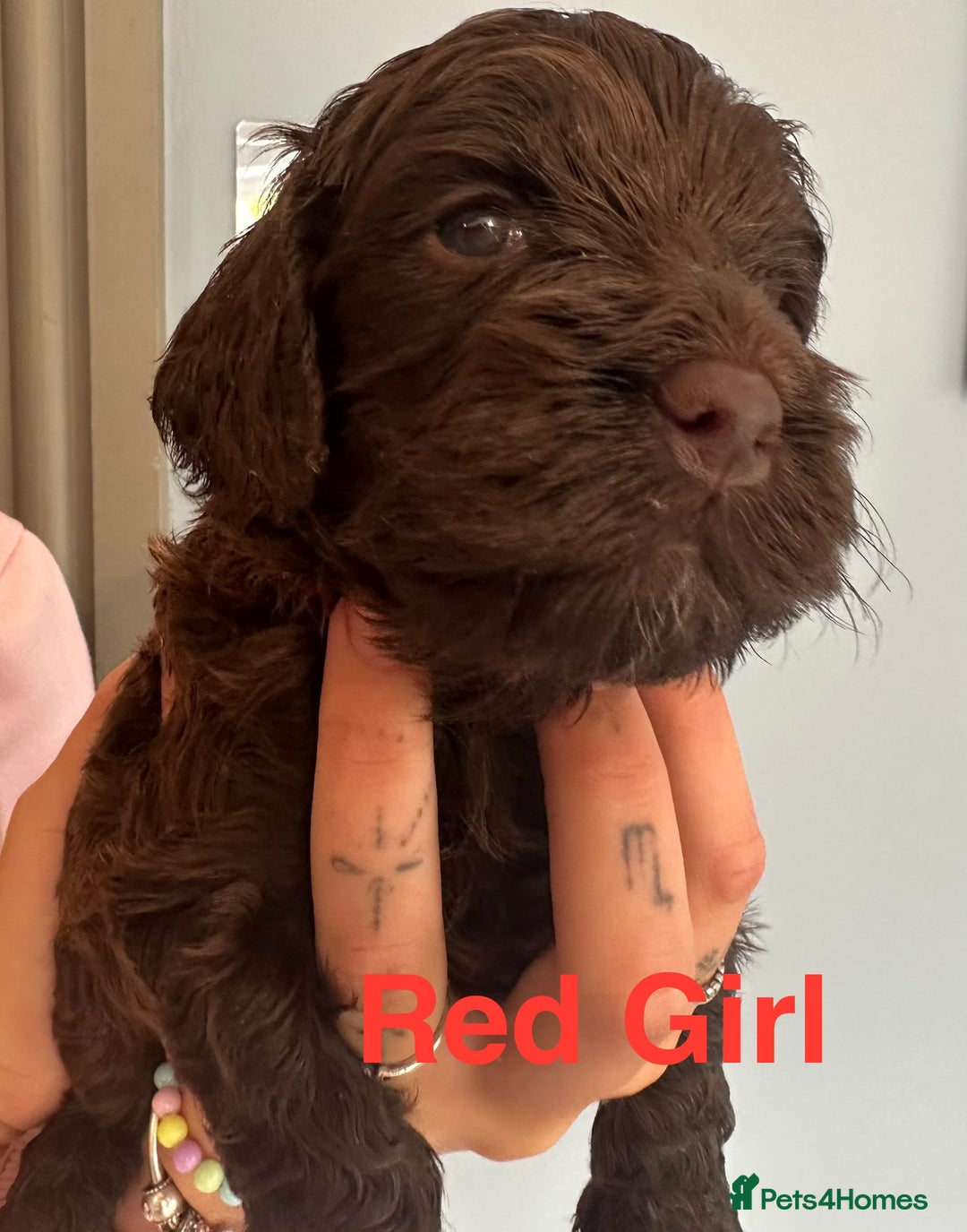 Cockapoo dogs for sale: Beautiful Teddy Bear F1 Cockapoo Merle puppies - Image 7