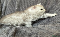 British Longhair cats for sale: Stunning fluffy Maine coon x british longhair  - Image 9