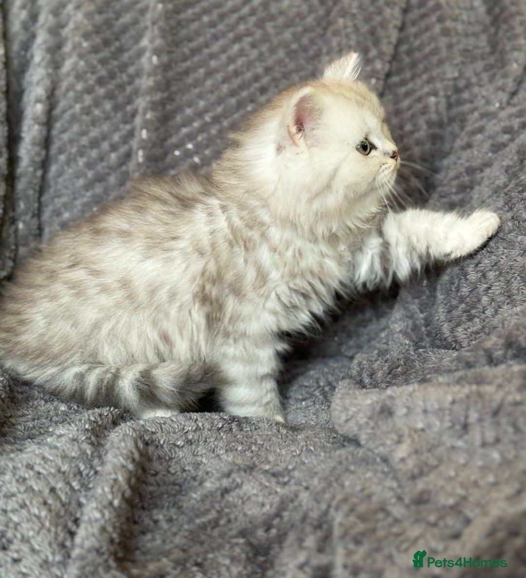 British Longhair cats for sale: Stunning fluffy Maine coon x british longhair  - Image 9