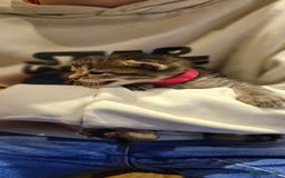 Mixed Breed cats for sale: 4 male kittens remaining, ready 25th October - Image 10
