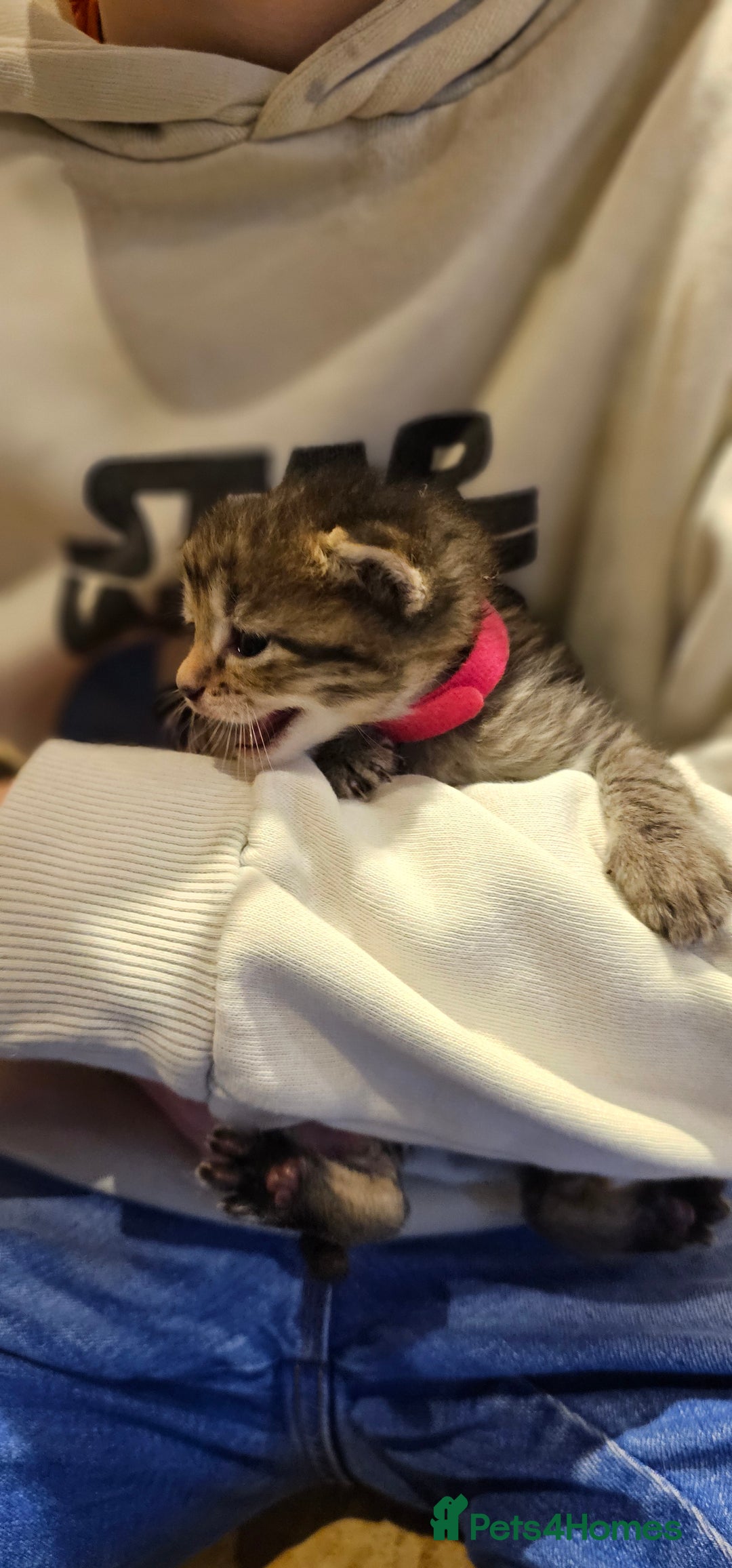 Mixed Breed cats for sale: 4 male kittens remaining, ready 25th October - Image 10