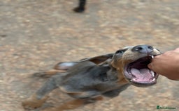 Dobermann dogs for sale: Euro Bred Doberman Blue & Fawn!! - Image 4