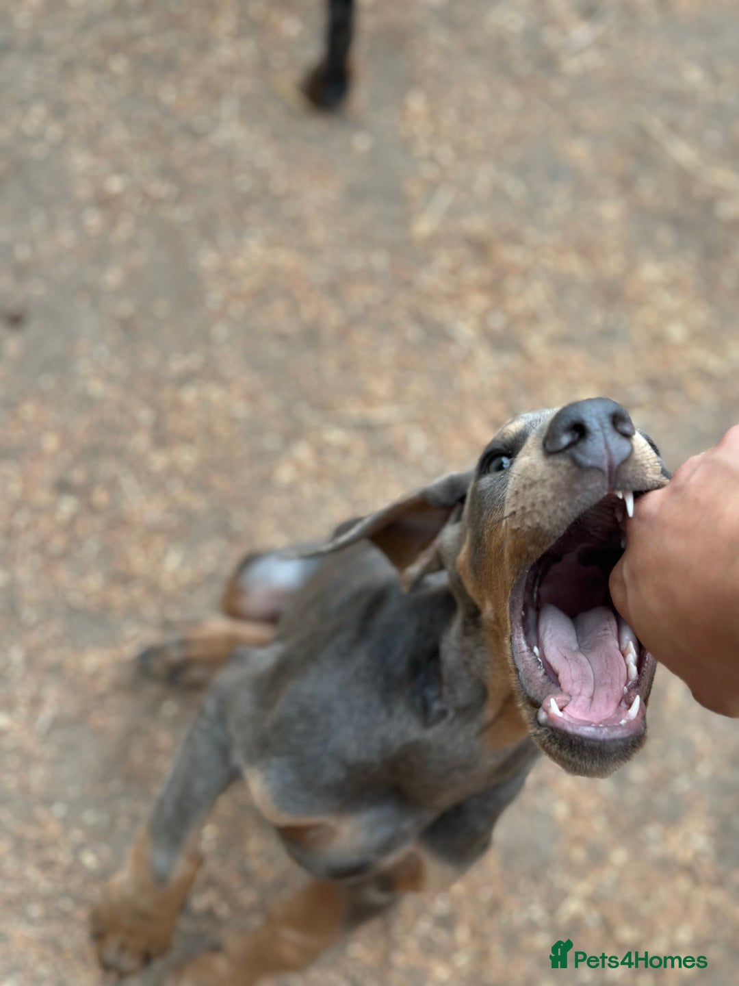 Dobermann dogs for sale: Euro Bred Doberman Blue & Fawn!! - Image 4