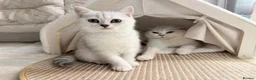 Scottish Fold cats for sale: Gorgeous Scottish fold/ Straight female kittens - Advert 5