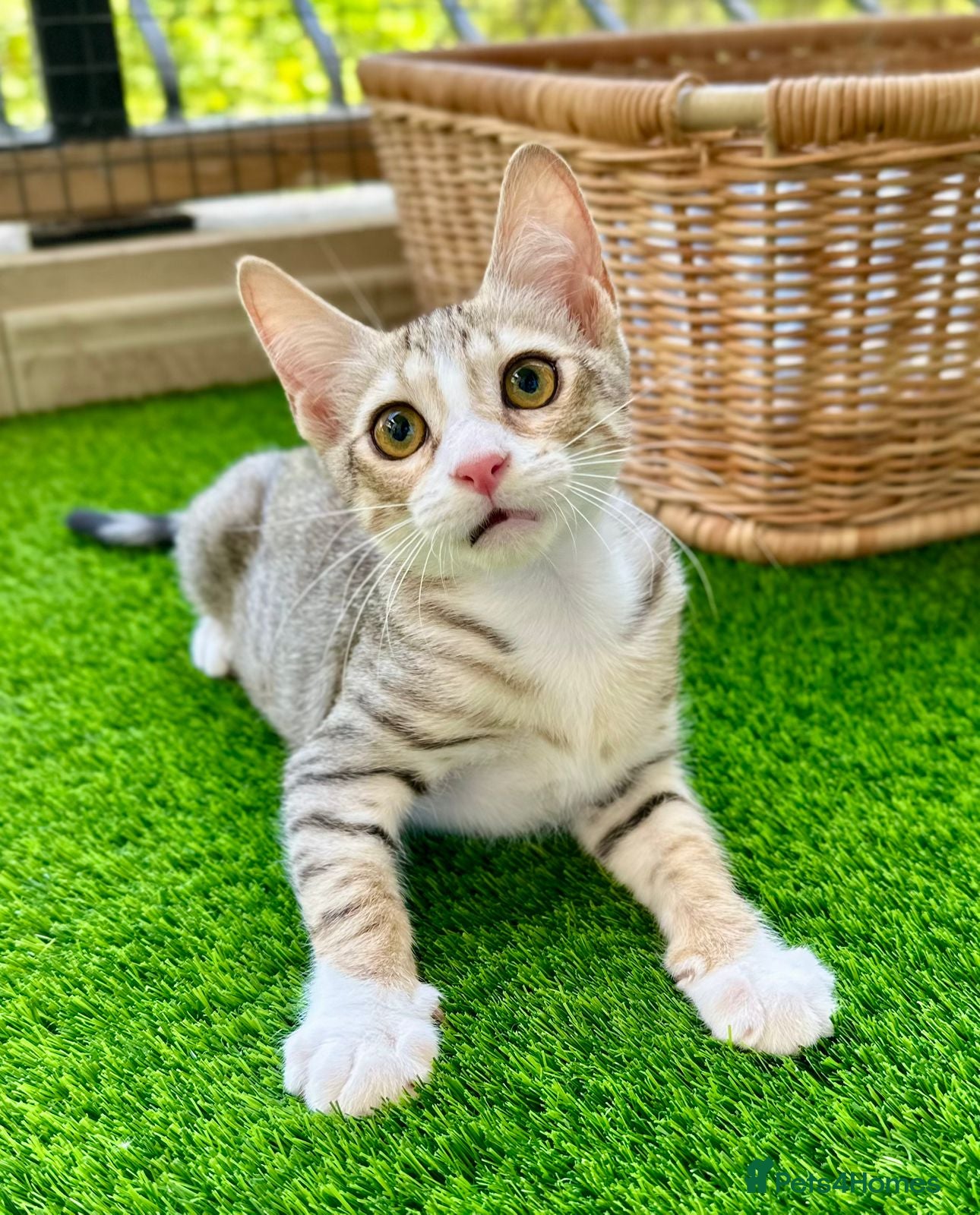 Arabian Mau cats Male Rescue Kitten for Adoption - Advert 1