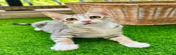 Arabian Mau cats for adoption: Male Rescue Kitten for Adoption - Advert 1