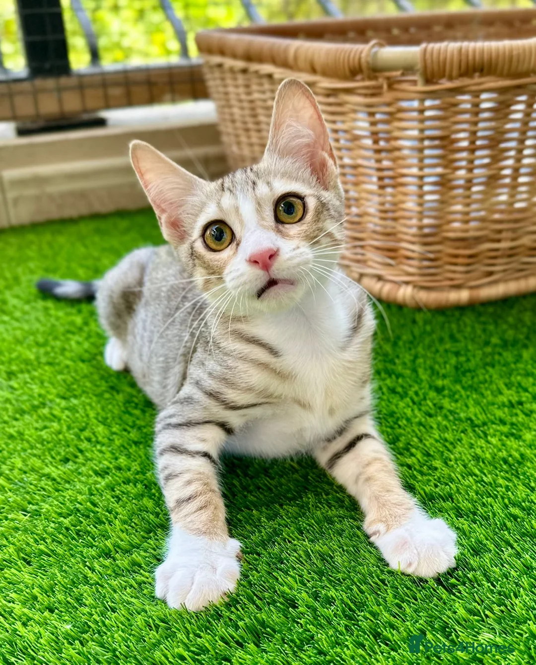 Arabian Mau cats for adoption: Male Rescue Kitten for Adoption - Advert 1
