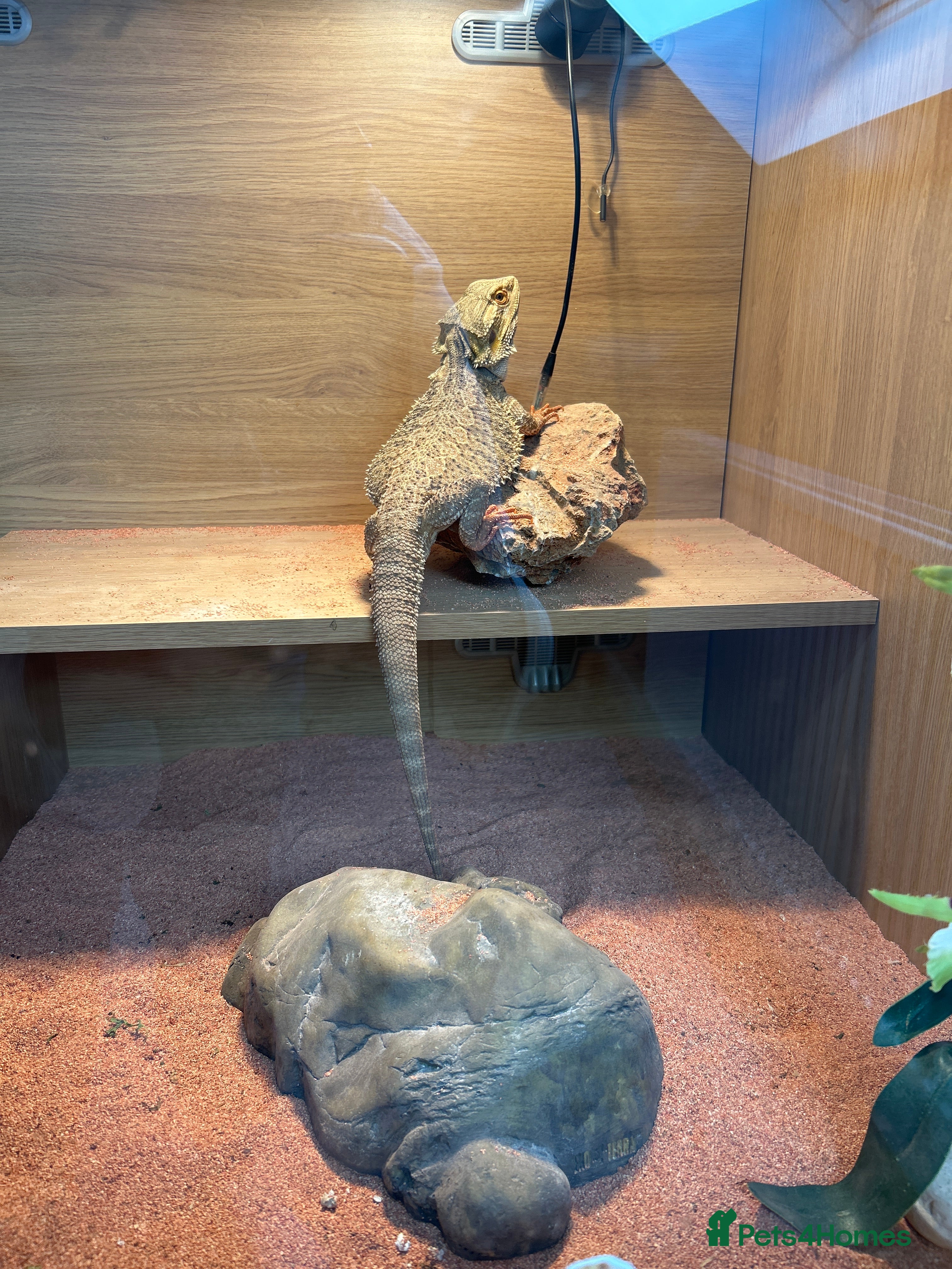 Bearded Dragon reptiles Bearded Dragon - Advert 1