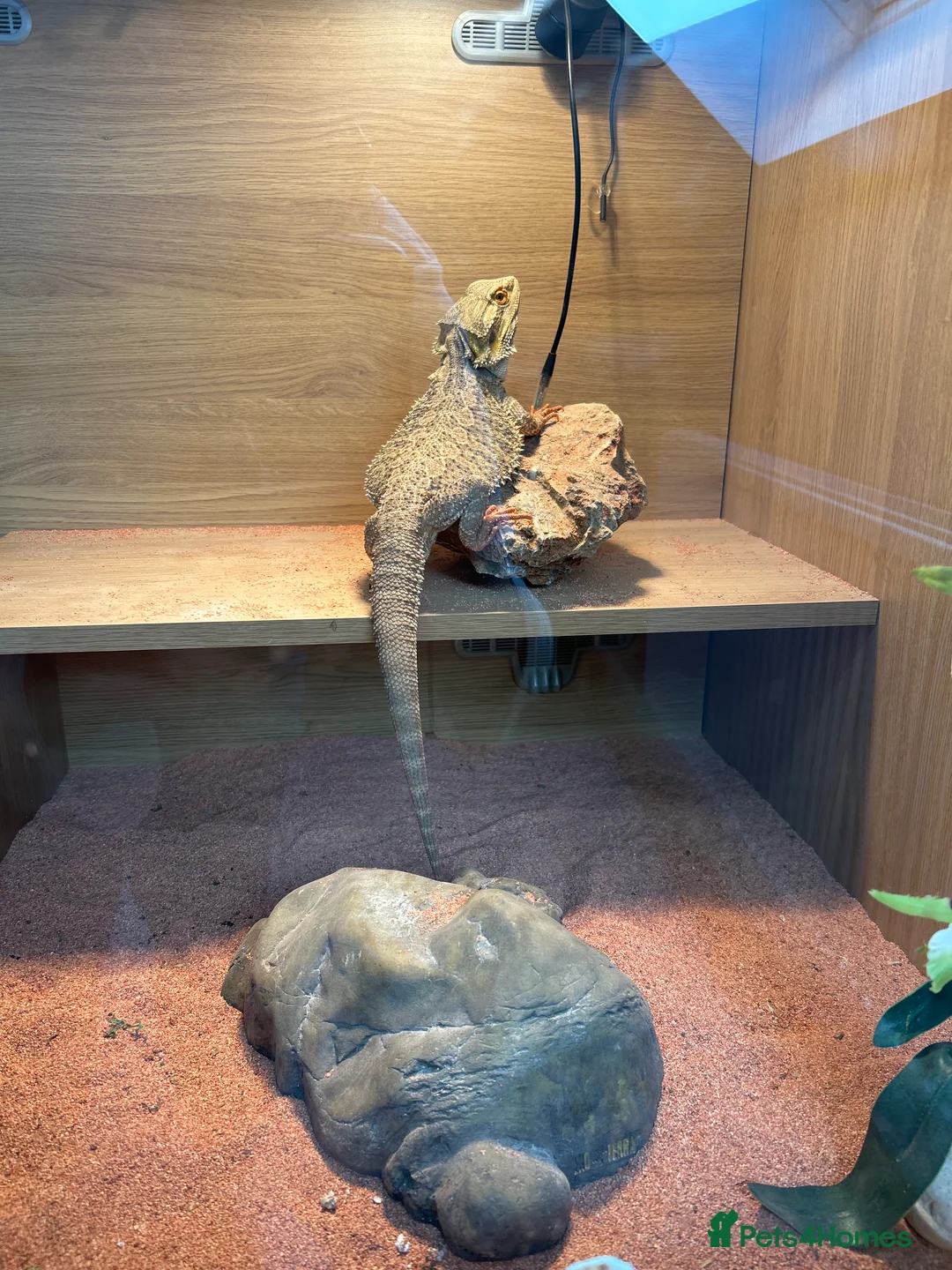 Bearded Dragon reptiles for sale: Bearded Dragon - Advert 1