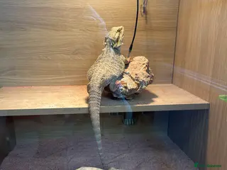 Bearded Dragon reptiles Bearded Dragon - Advert 19
