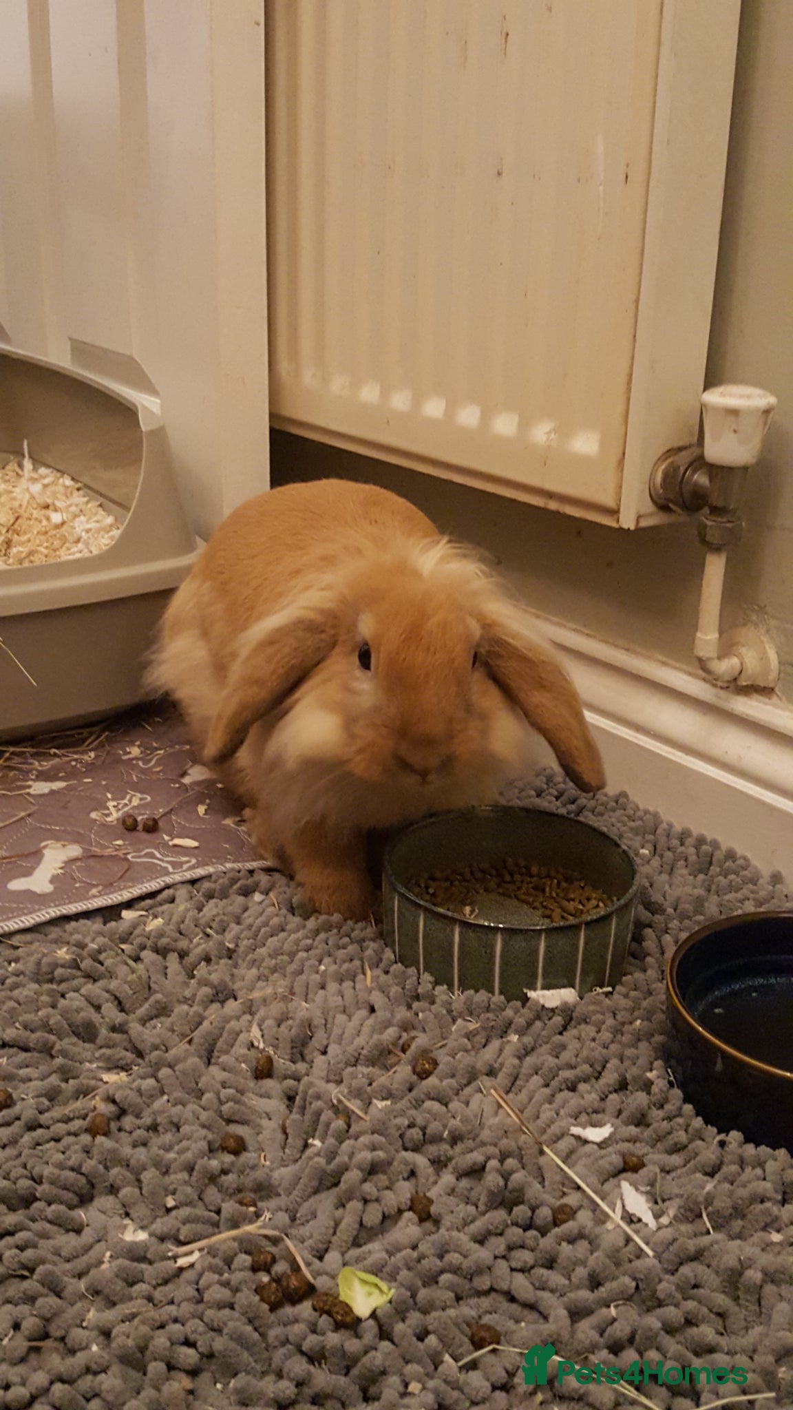 Mixed Breed rabbits Beautiful boy Augy - Advert 1