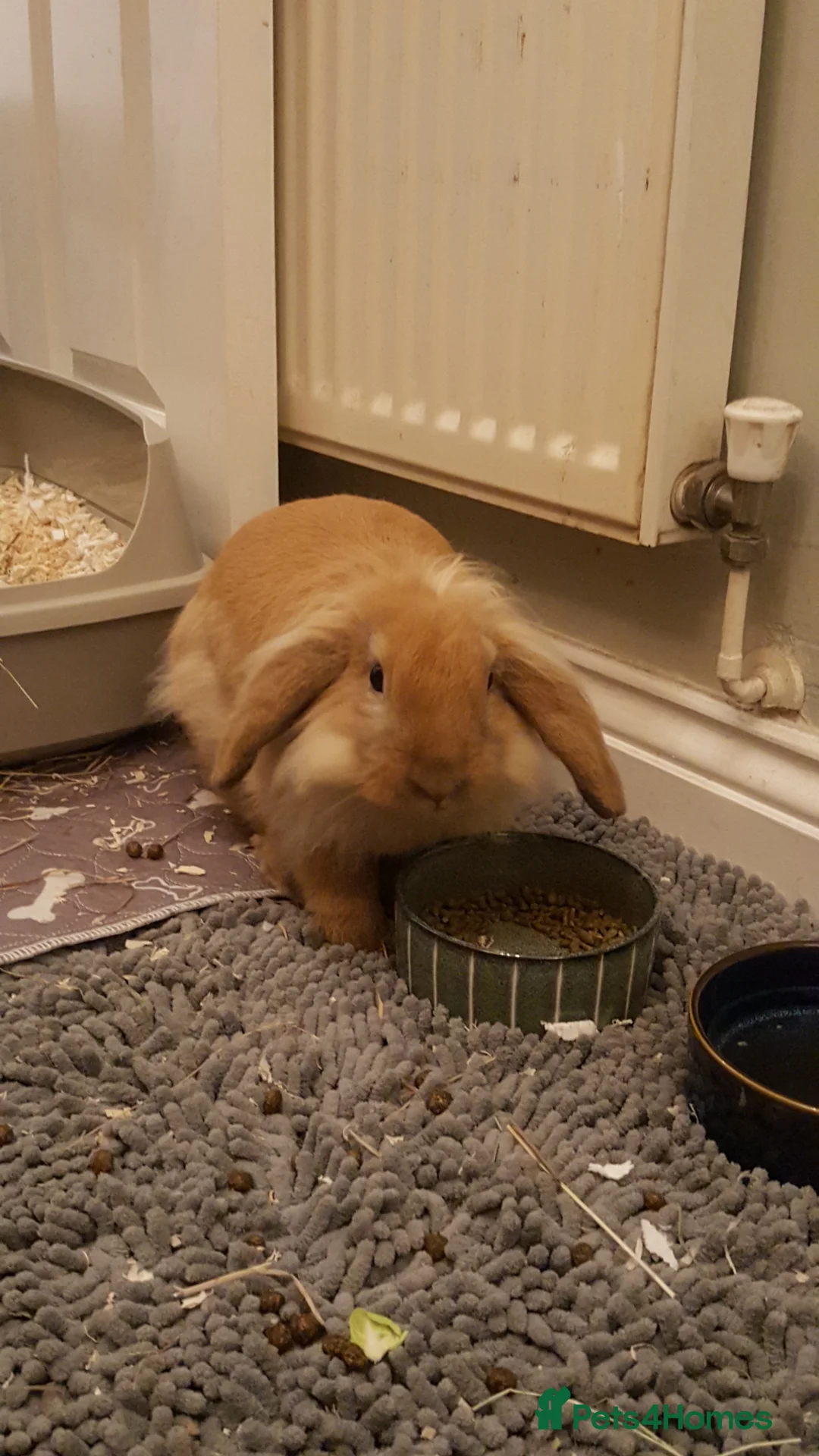 Mixed Breed rabbits for sale: Beautiful boy Augy in Woodbridge - Advert 1