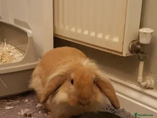 Mixed Breed rabbits Beautiful boy Augy - Advert 1