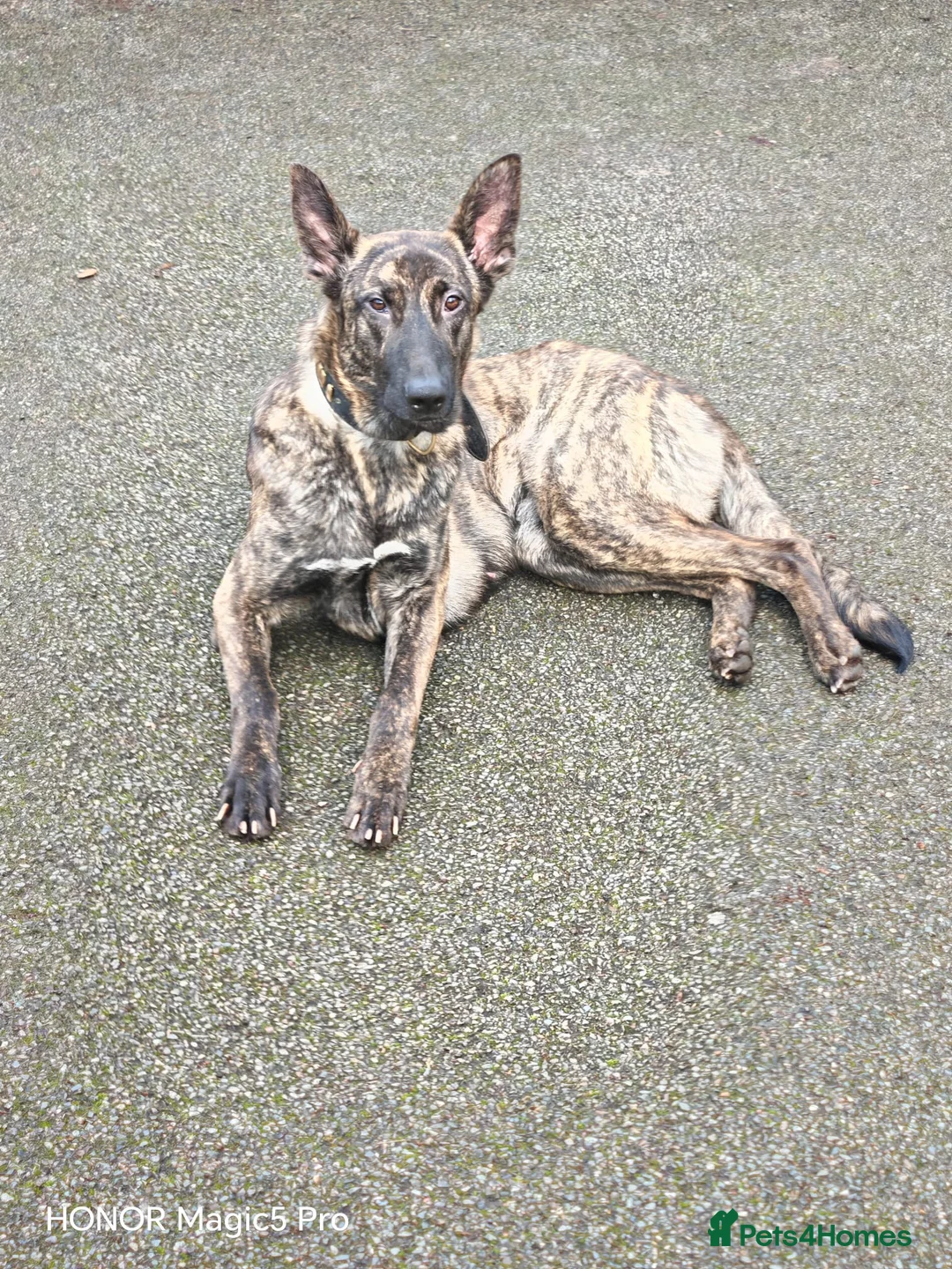 Belgian Shepherd Dog dogs for sale: Lovely female for sale  - Advert 2