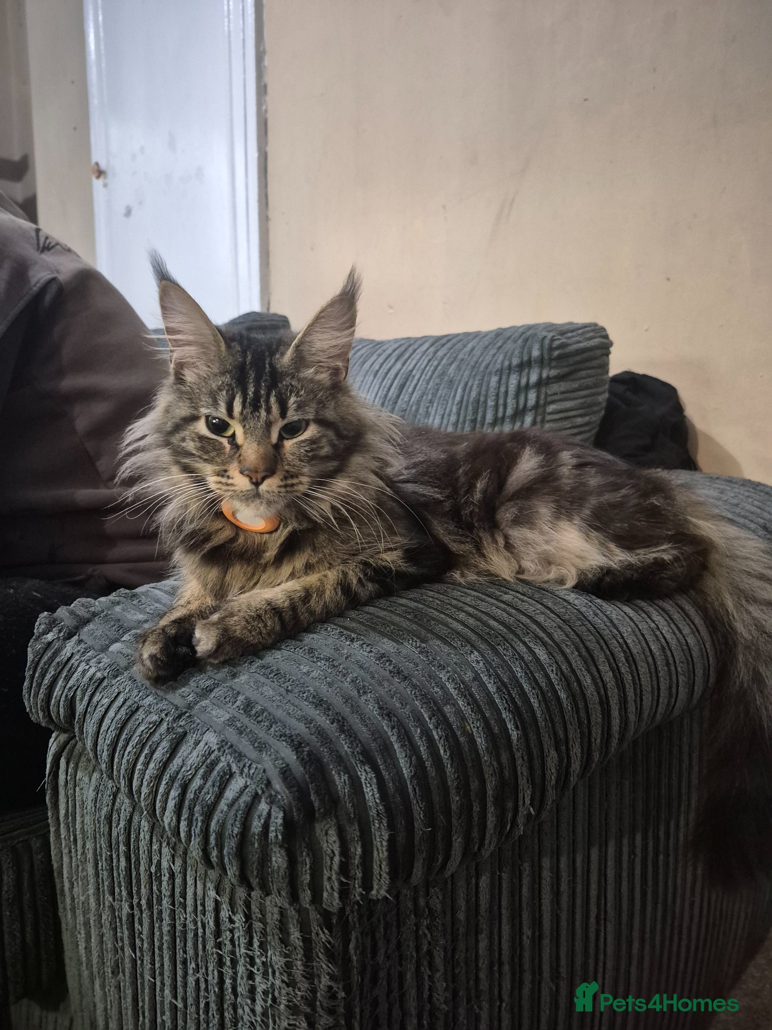 Maine Coon cats 💥😻 Mainecoon x ragdoll 😻💥 - Advert 1