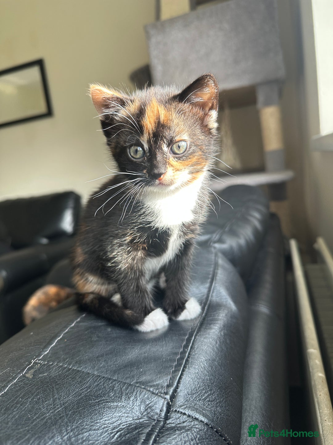 Mixed Breed cats for sale: Beautiful litter of kittens - Image 4