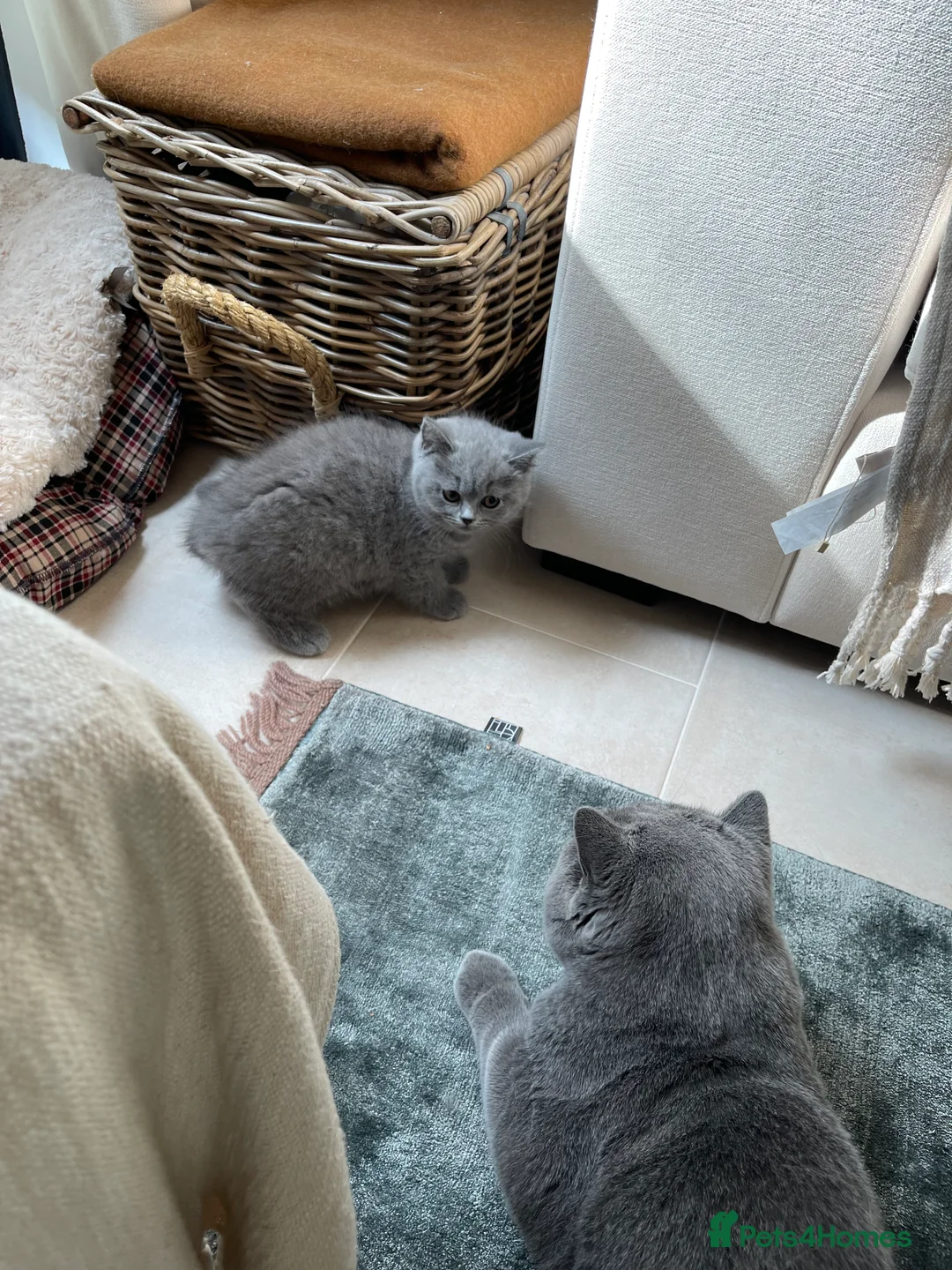 British Shorthair cats for sale: PEDIGREE BRITISH SHORTHAIR BLUE KITTENS - Advert 2