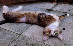 Mixed Breed cats for adoption: ALPHA - Image 6