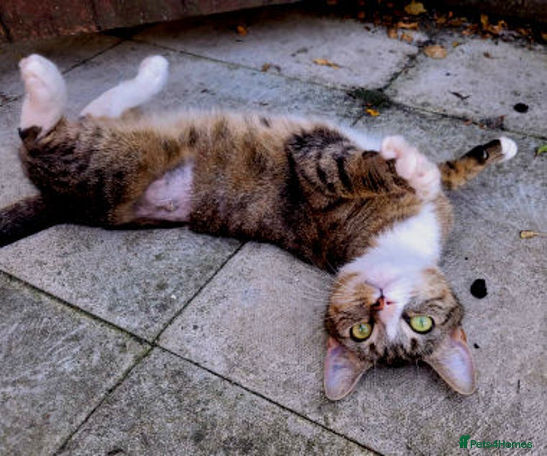 Mixed Breed cats for adoption: ALPHA - Image 6