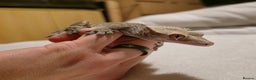 Gecko reptiles for sale: Male Crested Gecko  - Advert 4